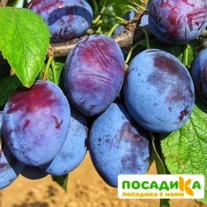 Слива Чачакская ранняя купить по цене от 229.00р. в интернет-магазине «Посадика» с доставкой почтой в в Кувшиновое и по всей России – [изображение №1].