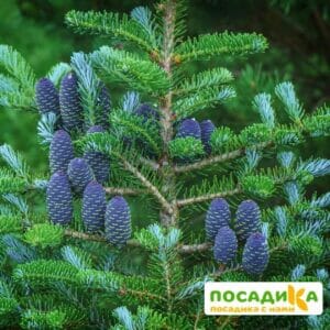 Пихта корейская (Abies koreana) купить по цене от 450.00р. в интернет-магазине «Посадика» с доставкой почтой в в Кувшиновое и по всей России – [изображение №1].