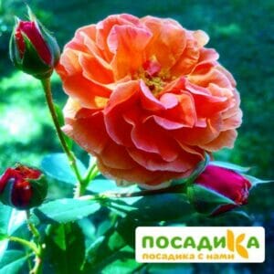 Роза Арабия купить по цене от 350.00р. в интернет-магазине «Посадика» с доставкой почтой в в Кувшиновое и по всей России – [изображение №1].