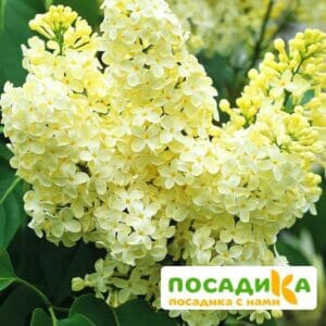 Сирень Примроуз (Primrose) купить по цене от 529.00р. в интернет-магазине «Посадика» с доставкой почтой в в Кувшиновое и по всей России – [изображение №1].