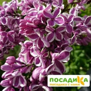 Сирень Сенсация купить по цене от 529.00р. в интернет-магазине «Посадика» с доставкой почтой в в Кувшиновое и по всей России – [изображение №1].