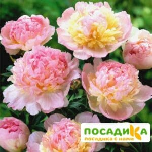 Пион Распберри Сандей (Paeonia Raspberry Sundae) купить по цене от 959р. в интернет-магазине «Посадика» с доставкой почтой в в Кувшиновое и по всей России – [изображение №1].