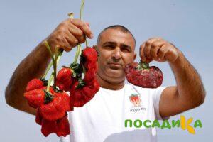 Клубника Гигант Джорнея купить по цене от 266р. в интернет-магазине «Посадика» с доставкой почтой в в Кувшиновое и по всей России – [изображение №1].