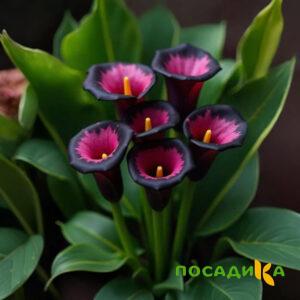 Калла Аура Лейс купить по цене от 400р. в интернет-магазине «Посадика» с доставкой почтой в в Кувшиновое и по всей России – [изображение №1].
