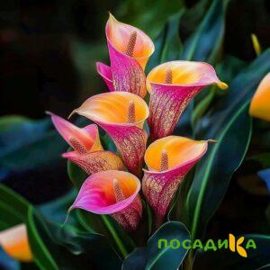 Калла Оникс купить по цене от 450р. в интернет-магазине «Посадика» с доставкой почтой в в Кувшиновое и по всей России – [изображение №1].