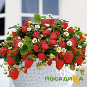 Клубника Рубиновый Шепот (горшечная) купить по цене от 240р. в интернет-магазине «Посадика» с доставкой почтой в в Кувшиновое и по всей России – [изображение №1].