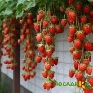 Клубника вьющаяся Комплимент купить по цене от 470р. в интернет-магазине «Посадика» с доставкой почтой в в Кувшиновое и по всей России – [изображение №1].