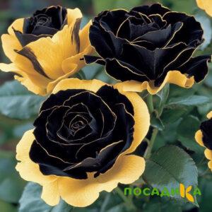 Роза Ханни Сикл купить по цене от 700р. в интернет-магазине «Посадика» с доставкой почтой в в Кувшиновое и по всей России – [изображение №1].