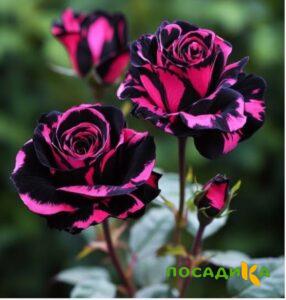 Роза Багровый Шепот купить по цене от 366р. в интернет-магазине «Посадика» с доставкой почтой в в Кувшиновое и по всей России – [изображение №1].