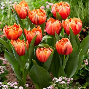 Тюльпан Гудошник Дабл купить по цене от 185р. в интернет-магазине «Посадика» с доставкой почтой в в Кувшиновое и по всей России – [изображение №1].