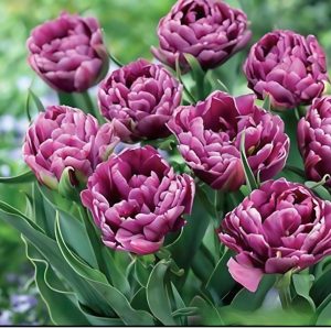 Тюльпан Айс Крим купить по цене от 430р. в интернет-магазине «Посадика» с доставкой почтой в в Кувшиновое и по всей России – [изображение №1].