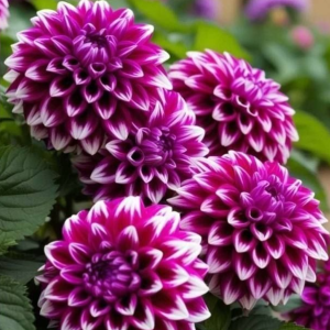 Георгин Кристал Корт купить по цене от 602р. в интернет-магазине «Посадика» с доставкой почтой в в Кувшиновое и по всей России – [изображение №1].