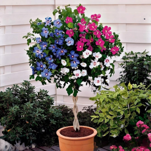 Гибискус-Дерево Триколор купить по цене от 289р. в интернет-магазине «Посадика» с доставкой почтой в в Кувшиновое и по всей России – [изображение №1].