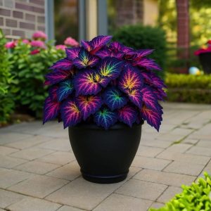 Хоста Фрости Блю купить по цене от 389р. в интернет-магазине «Посадика» с доставкой почтой в в Кувшиновое и по всей России – [изображение №1].