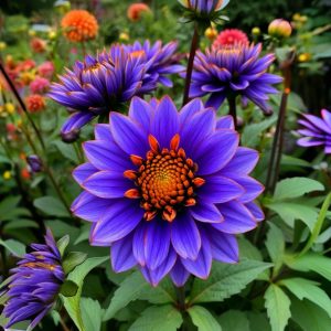 Георгин Лазурит купить по цене от 799р. в интернет-магазине «Посадика» с доставкой почтой в в Кувшиновое и по всей России – [изображение №1].