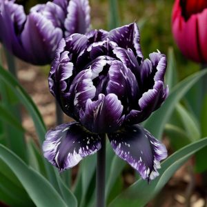 Тюльпан Индиго купить по цене от 600р. в интернет-магазине «Посадика» с доставкой почтой в в Кувшиновое и по всей России – [изображение №1].