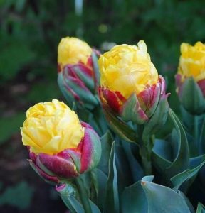 Тюльпан Айс Крим Банана купить по цене от 360р. в интернет-магазине «Посадика» с доставкой почтой в в Кувшиновое и по всей России – [изображение №1].