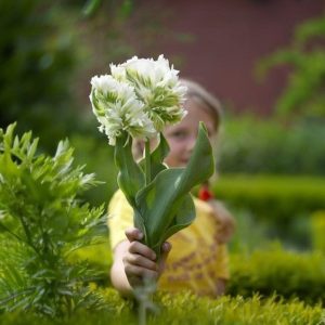 Тюльпан Супер Пэррот купить по цене от 360р. в интернет-магазине «Посадика» с доставкой почтой в в Кувшиновое и по всей России – [изображение №1].