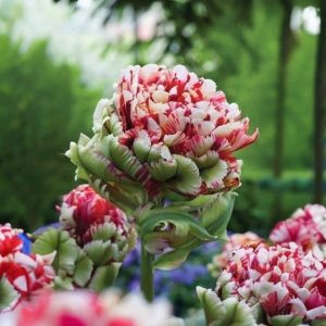 Тюльпан Дабл Флеминг Берд купить по цене от 249р. в интернет-магазине «Посадика» с доставкой почтой в в Кувшиновое и по всей России – [изображение №1].