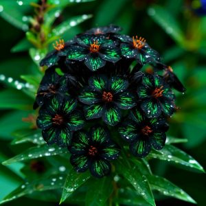 Флокс Ривьера купить по цене от 299р. в интернет-магазине «Посадика» с доставкой почтой в в Кувшиновое и по всей России – [изображение №1].