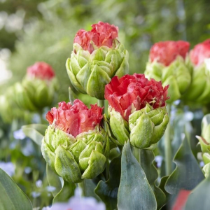 Тюльпан Бычий Глаз купить по цене от 275р. в интернет-магазине «Посадика» с доставкой почтой в в Кувшиновое и по всей России – [изображение №1].