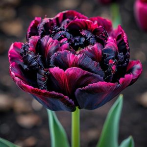 Тюльпан Фламинго купить по цене от 500р. в интернет-магазине «Посадика» с доставкой почтой в в Кувшиновое и по всей России – [изображение №1].