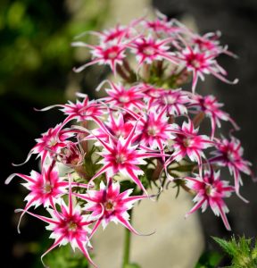 Флокс Метельчатый Путь купить по цене от 456р. в интернет-магазине «Посадика» с доставкой почтой в в Кувшиновое и по всей России – [изображение №1].