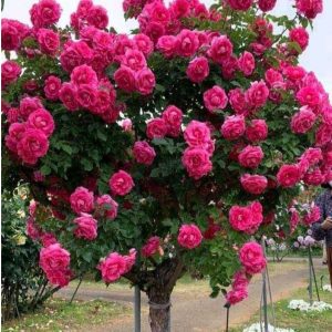 Роза Версаля купить по цене от 232р. в интернет-магазине «Посадика» с доставкой почтой в в Кувшиновое и по всей России – [изображение №1].