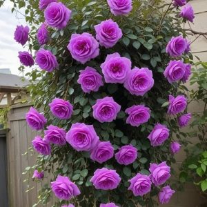 Роза Мистик Уайт купить по цене от 620р. в интернет-магазине «Посадика» с доставкой почтой в в Кувшиновое и по всей России – [изображение №1].