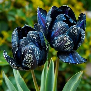 Тюльпан Блю Фог купить по цене от 500р. в интернет-магазине «Посадика» с доставкой почтой в в Кувшиновое и по всей России – [изображение №1].