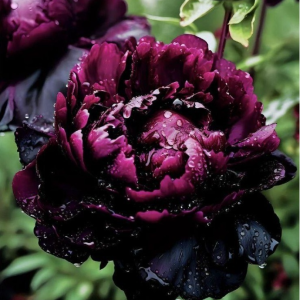 Пион Темный Сад купить по цене от 421р. в интернет-магазине «Посадика» с доставкой почтой в в Кувшиновое и по всей России – [изображение №1].