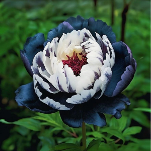 Пион Древовидный Инь-Янь купить по цене от 419р. в интернет-магазине «Посадика» с доставкой почтой в в Кувшиновое и по всей России – [изображение №1].