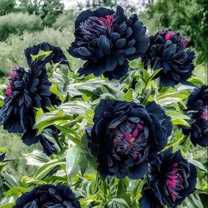 Пион древовидный Сердце Афродиты купить по цене от 600р. в интернет-магазине «Посадика» с доставкой почтой в в Кувшиновое и по всей России – [изображение №1].