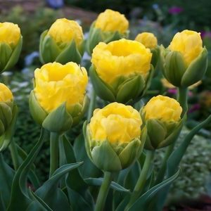 Тюльпан махровый Ванила Коп купить по цене от 159р. в интернет-магазине «Посадика» с доставкой почтой в в Кувшиновое и по всей России – [изображение №1].