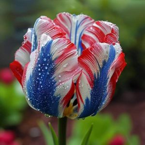 Тюльпан Ремс Сенсейшн купить по цене от 219р. в интернет-магазине «Посадика» с доставкой почтой в в Кувшиновое и по всей России – [изображение №1].