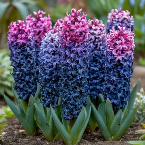 Гиацинт Блю Спринг купить по цене от 2099р. в интернет-магазине «Посадика» с доставкой почтой в в Кувшиновое и по всей России – [изображение №1].