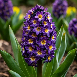 Гиацинт Вельвет Колор купить по цене от 2099р. в интернет-магазине «Посадика» с доставкой почтой в в Кувшиновое и по всей России – [изображение №1].