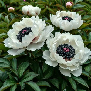 Пион Инк Эн купить по цене от 429р. в интернет-магазине «Посадика» с доставкой почтой в в Кувшиновое и по всей России – [изображение №1].