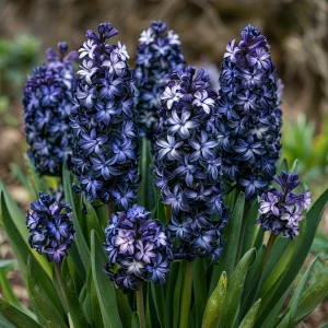 Гиацинт Блум Клауд купить по цене от 2099р. в интернет-магазине «Посадика» с доставкой почтой в в Кувшиновое и по всей России – [изображение №1].