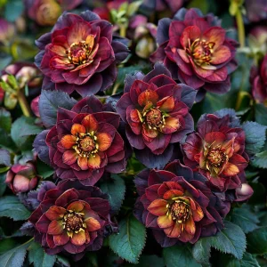 Морозник Сноу Дроп купить по цене от 348р. в интернет-магазине «Посадика» с доставкой почтой в в Кувшиновое и по всей России – [изображение №1].