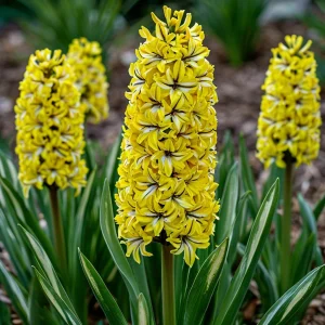 Гиацинт Сансет Голд купить по цене от 2099р. в интернет-магазине «Посадика» с доставкой почтой в в Кувшиновое и по всей России – [изображение №1].