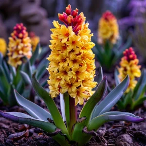 Гиацинт Миднайт Мистери купить по цене от 2099р. в интернет-магазине «Посадика» с доставкой почтой в в Кувшиновое и по всей России – [изображение №1].