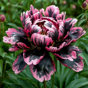 Пион Дроп Руби купить по цене от 469р. в интернет-магазине «Посадика» с доставкой почтой в в Кувшиновое и по всей России – [изображение №1].