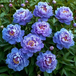 Пион Голубой лотос купить по цене от 590р. в интернет-магазине «Посадика» с доставкой почтой в в Кувшиновое и по всей России – [изображение №1].