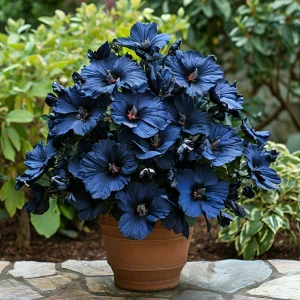 Гибискус Селестиал Флейм купить по цене от 326р. в интернет-магазине «Посадика» с доставкой почтой в в Кувшиновое и по всей России – [изображение №1].