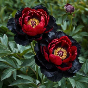 Пион Эбеновый Рубин купить по цене от 419р. в интернет-магазине «Посадика» с доставкой почтой в в Кувшиновое и по всей России – [изображение №1].