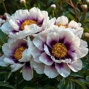 Пион Эко Саммер купить по цене от 548р. в интернет-магазине «Посадика» с доставкой почтой в в Кувшиновое и по всей России – [изображение №1].