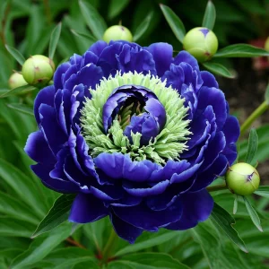 Пион Дримвивер купить по цене от 417р. в интернет-магазине «Посадика» с доставкой почтой в в Кувшиновое и по всей России – [изображение №1].