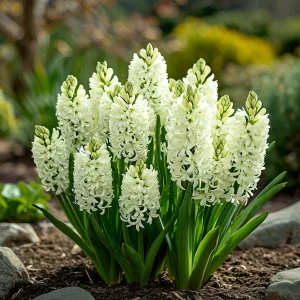 Гиацинт Дрим Трейл купить по цене от 2099р. в интернет-магазине «Посадика» с доставкой почтой в в Кувшиновое и по всей России – [изображение №1].