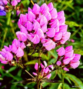 Флокс Бутоник купить по цене от 461р. в интернет-магазине «Посадика» с доставкой почтой в в Кувшиновое и по всей России – [изображение №1].